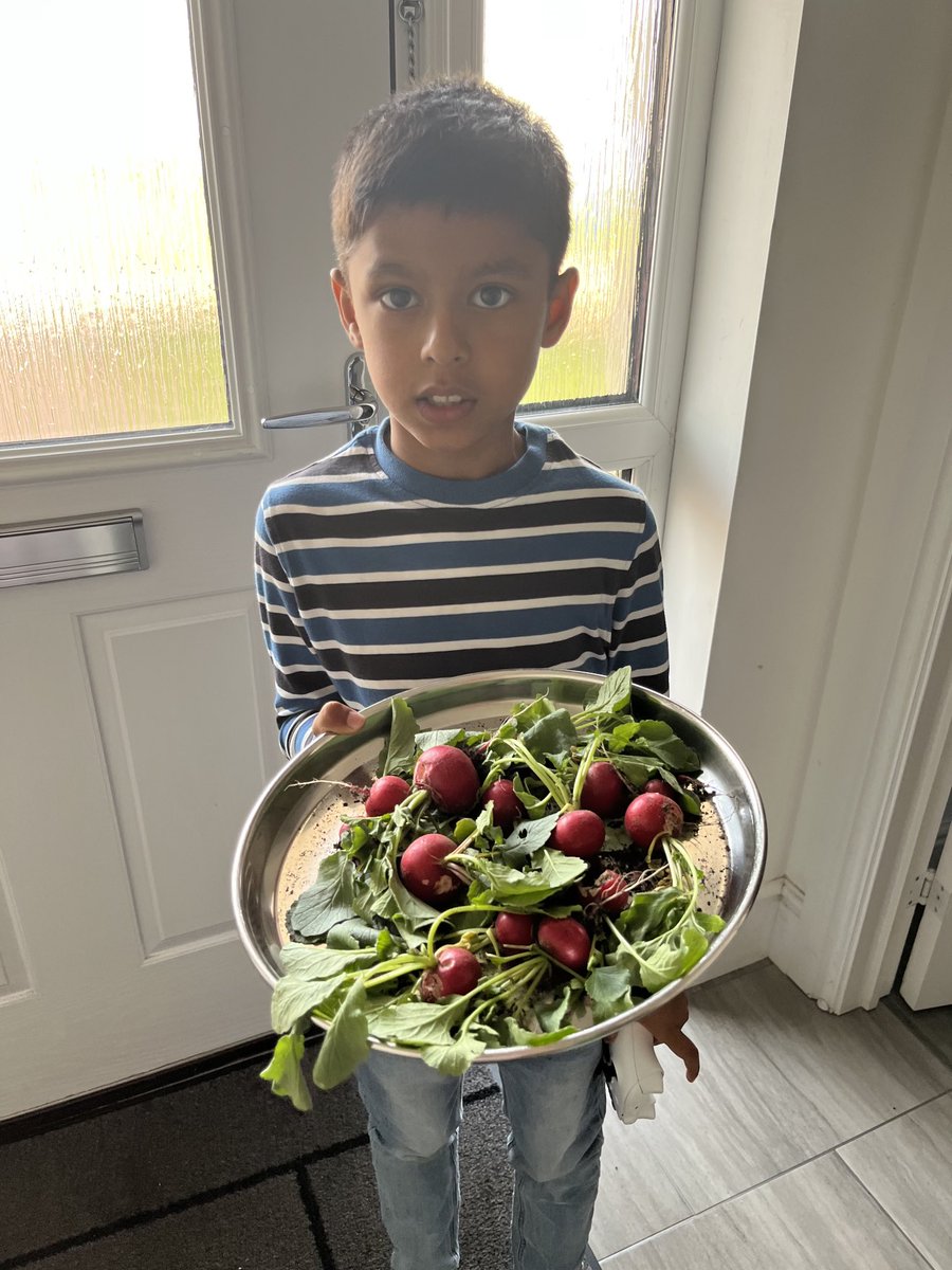 Article 24: Right to health, water, food and environment. #LVPSRIGHTS ⁦@missbinnielvps⁩ Samay’s radish harvest.