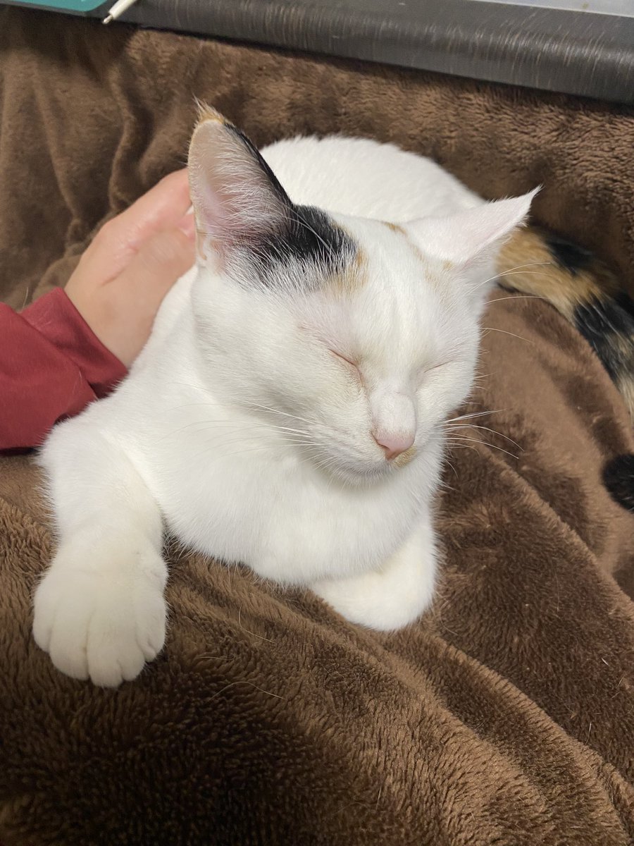 rabbitcat232's tweet photo. 甘えん坊の末っ子ナッツ、ぶどう膜炎再発😭
9月から繰り返しているぶどう膜炎、いつも避妊手術の予定前に再発してしまう💦

点眼も内服もお利口で助かる✨

#猫のぶどう膜炎　#三毛猫　#保護猫　#猫のいる暮らし https://t.co/1HQu3iNwOT