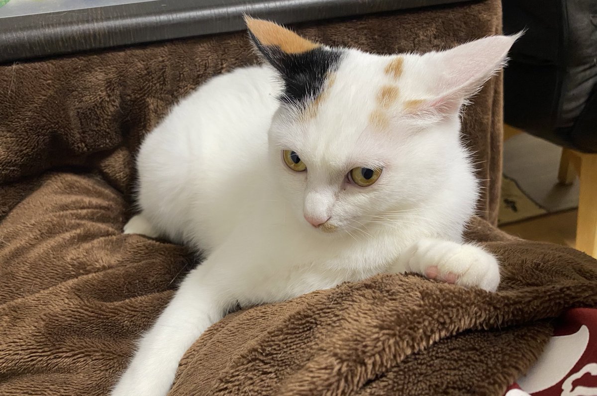 rabbitcat232's tweet photo. 甘えん坊の末っ子ナッツ、ぶどう膜炎再発😭
9月から繰り返しているぶどう膜炎、いつも避妊手術の予定前に再発してしまう💦

点眼も内服もお利口で助かる✨

#猫のぶどう膜炎　#三毛猫　#保護猫　#猫のいる暮らし https://t.co/1HQu3iNwOT
