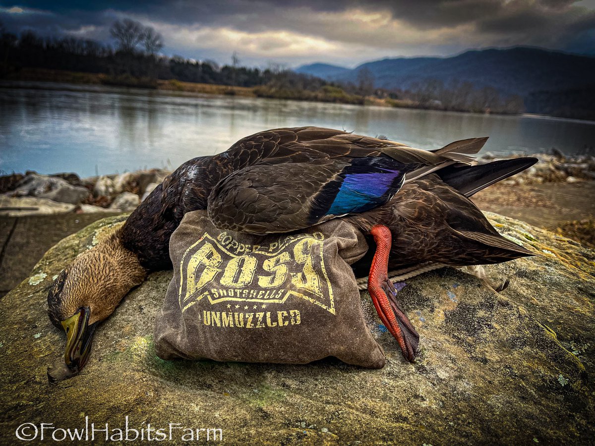 DMullinsfishing's tweet photo. #blackduck #froggtoggs #waterfowl #easttnduckhunting #easttnwaterfowl #duckhunting #tnducks #waterfowlphotography #duckphotography #fowlhabitsfarm #fowlhabits #avianxdecoys #bossshotshells https://t.co/ls9YSSJjd1