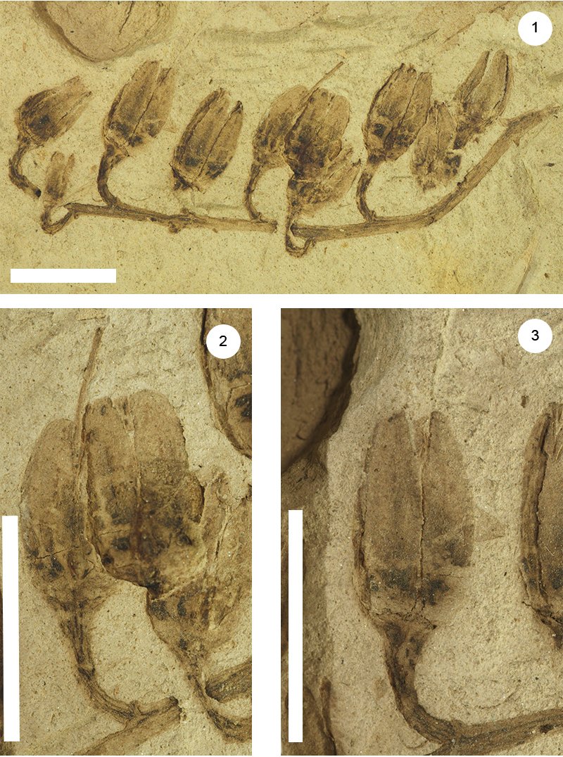 FossilBonanza's tweet photo. These are capsular fruit fossils belonging to Juddicarpon benewahensis (scale bar 1 cm) from northern Idaho. Their closest relatives are sourwood found in the southeastern U.S., an excellent example of ancient climate change.
#ClarkiaWeek #paleontology
https://t.co/qPeSljcLyY https://t.co/WuFeYAfnOL