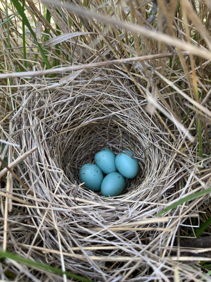 Taylor Linder (@tjlinder) on Twitter photo Come work with us! We are seeking 5 technicians to join our summer research team to find grassland bird nests in the heart of the prairie pothole region. Applications are due on January 15th, so apply this week to receive full consideration! #ornithology <a href="/FelegeLab/">Susan Felege</a> Come work with us! We are seeking 5 technicians to join our summer research team to find grassland bird nests in the heart of the prairie pothole region. Applications are due on January 15th, so apply this week to receive full consideration! #ornithology <a href="/FelegeLab/">Susan Felege</a>