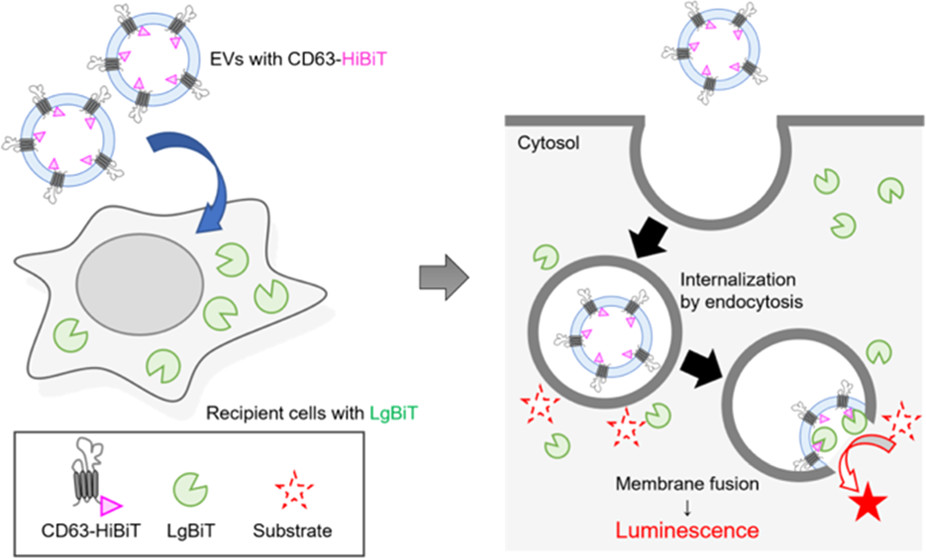 BioconjChem's tweet photo. #ExtracellularVesicles (EVs) are promising intracellular #DrugDelivery vehicles. Hirose et al. @KyotoU_News @HokkaidoUni reported a simple quantitative method based on the #NanoBiT system to quantify the uptake and fusion of small and large EVs. https://t.co/TgKwUMAsZD https://t.co/CINxcTHdv0