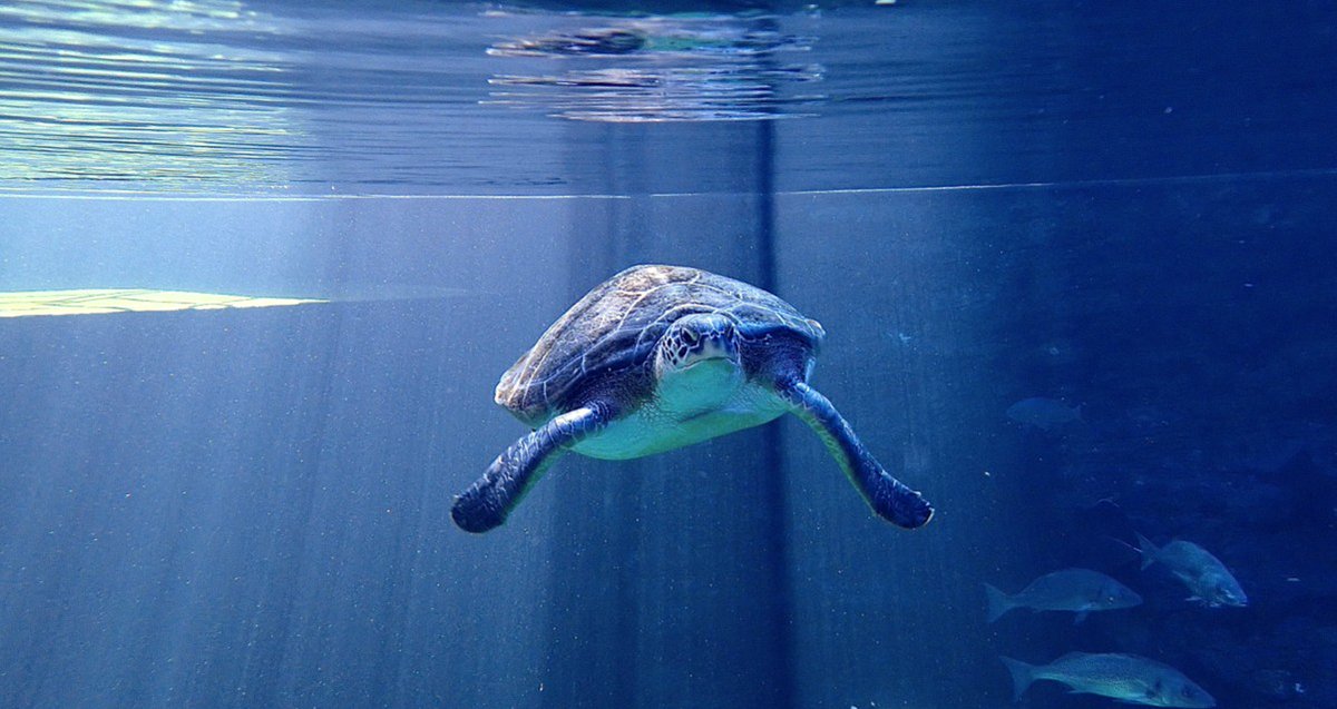2OceansAquarium's tweet photo. No matter how insignificant it may seem, no effort is too small if it contributes to keeping our ocean healthy and safe for our marine animals. 💙 Bob is ready to go home - let's make e sure it's for good this time! 🐢  #TheFlipperEffect #ProtectBobsHome https://t.co/5nnbOTg4D3