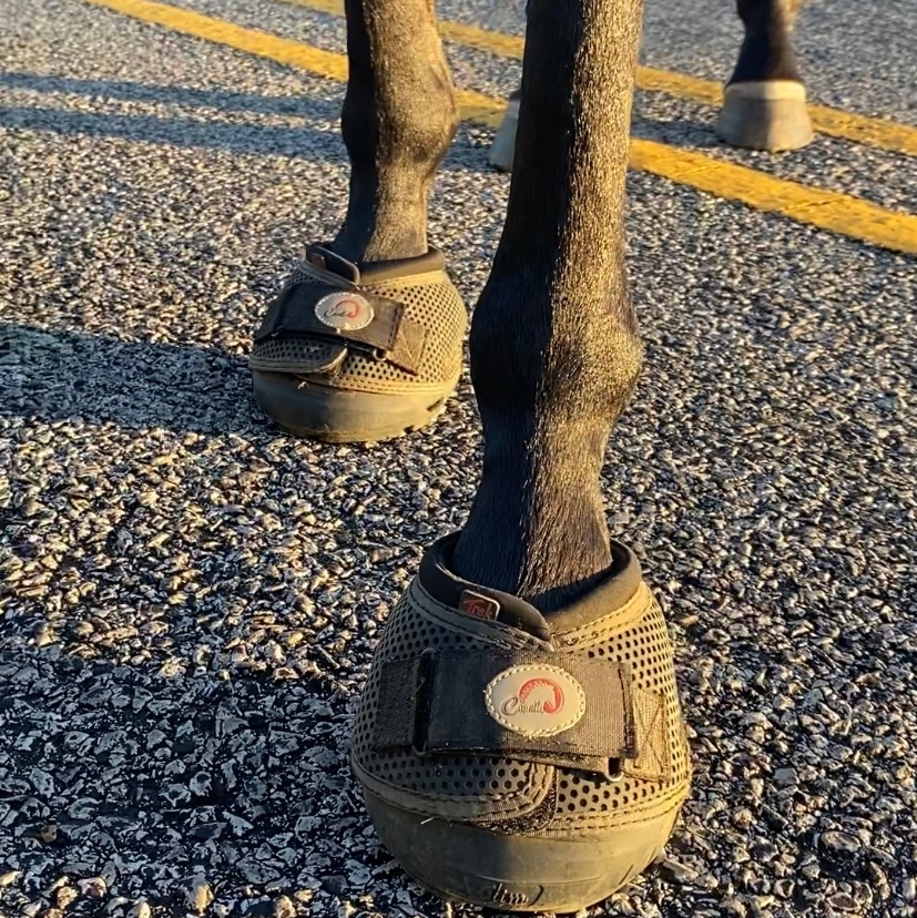 cavallohoofboot's tweet photo. With all the rain, you might be riding on the roads to avoid the mud. Cavallo Hoof Boots offer your horse great traction as well as shock absorption for riding on hard surfaces, such as paved roads!
#cavallohoofboots #hoofboots #barefoothorses #happyhackers #trailhorses https://t.co/9tyFIZqOUE