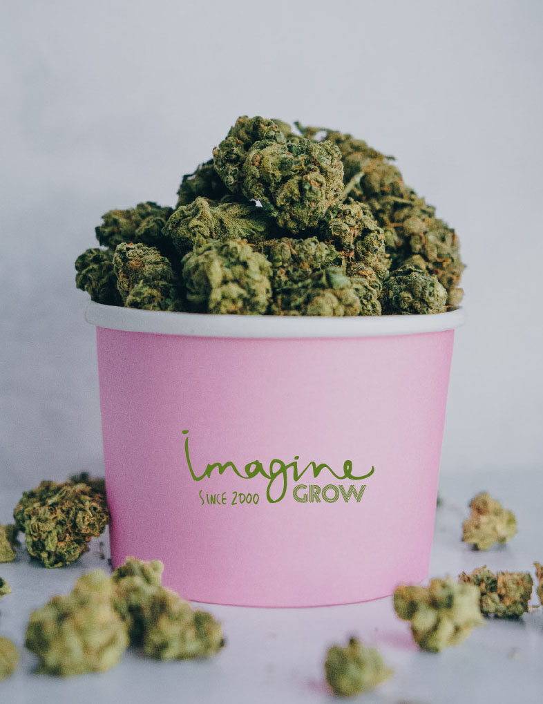 IMAGINEGROW's tweet image. Todo lo necesario para que finalmente tengas tu premio 👍

#autofloreciente #semillasdecoleccionismo #semillasfeminizadas

ow.ly/M6CK50HpjXI 

img @cbd.photos on Instagram for testeurdecbd.fr