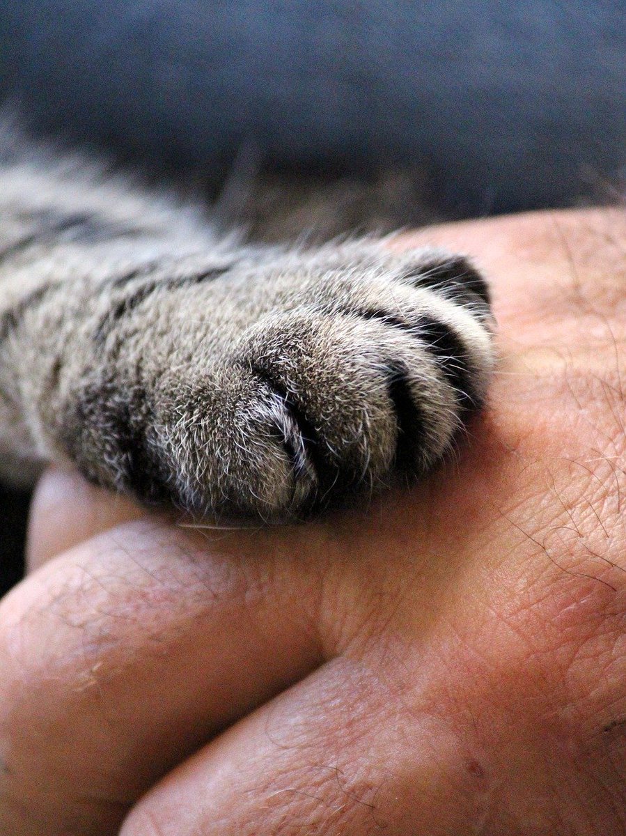 hamptoncoton's tweet photo. #HamptonsHeaven  “When I needed a hand, I found your paw.” - Unknown https://t.co/tJc6KgZWBb