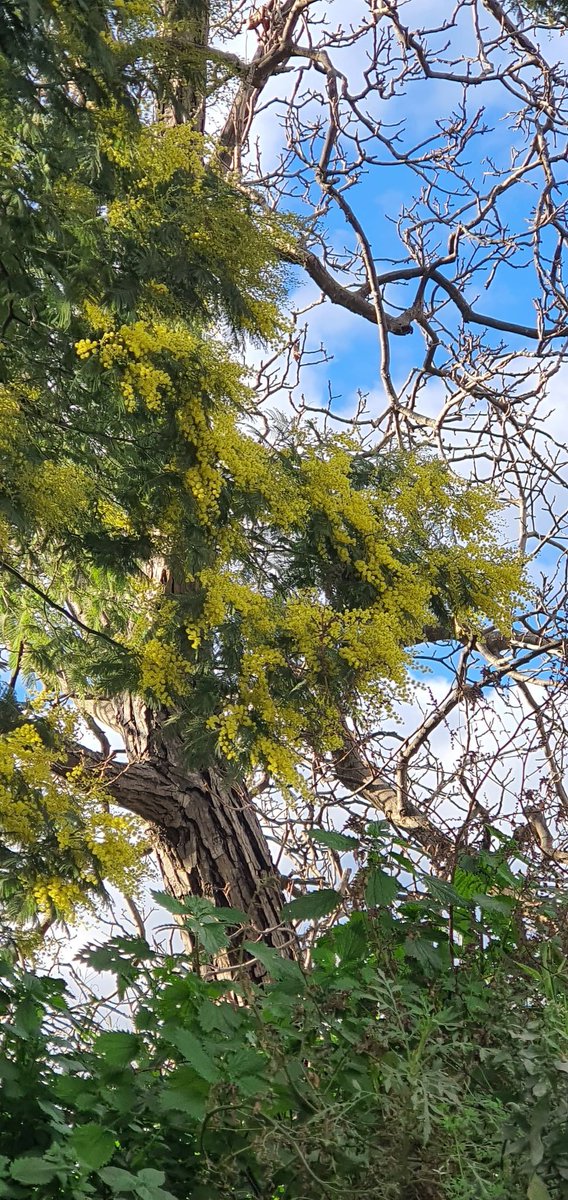 life983's tweet photo. Nove Gennaio 2023.
A Napoli sono fiorite le mimose.
Il cambiamento climatico non esiste ed è tutto ok. https://t.co/KQ4YV1IqLl