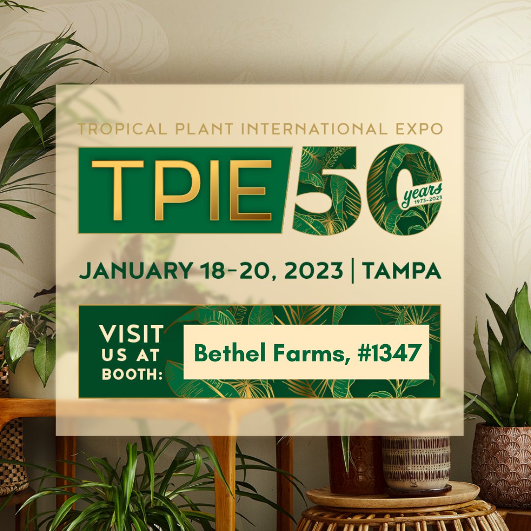 BethelFarms's tweet image. TPIE is right around the corner! Come see us at Booth #1347.  

#tpie #tropicalplantinternationalexpo #bethelfarms #gottagograss #connectwithnature