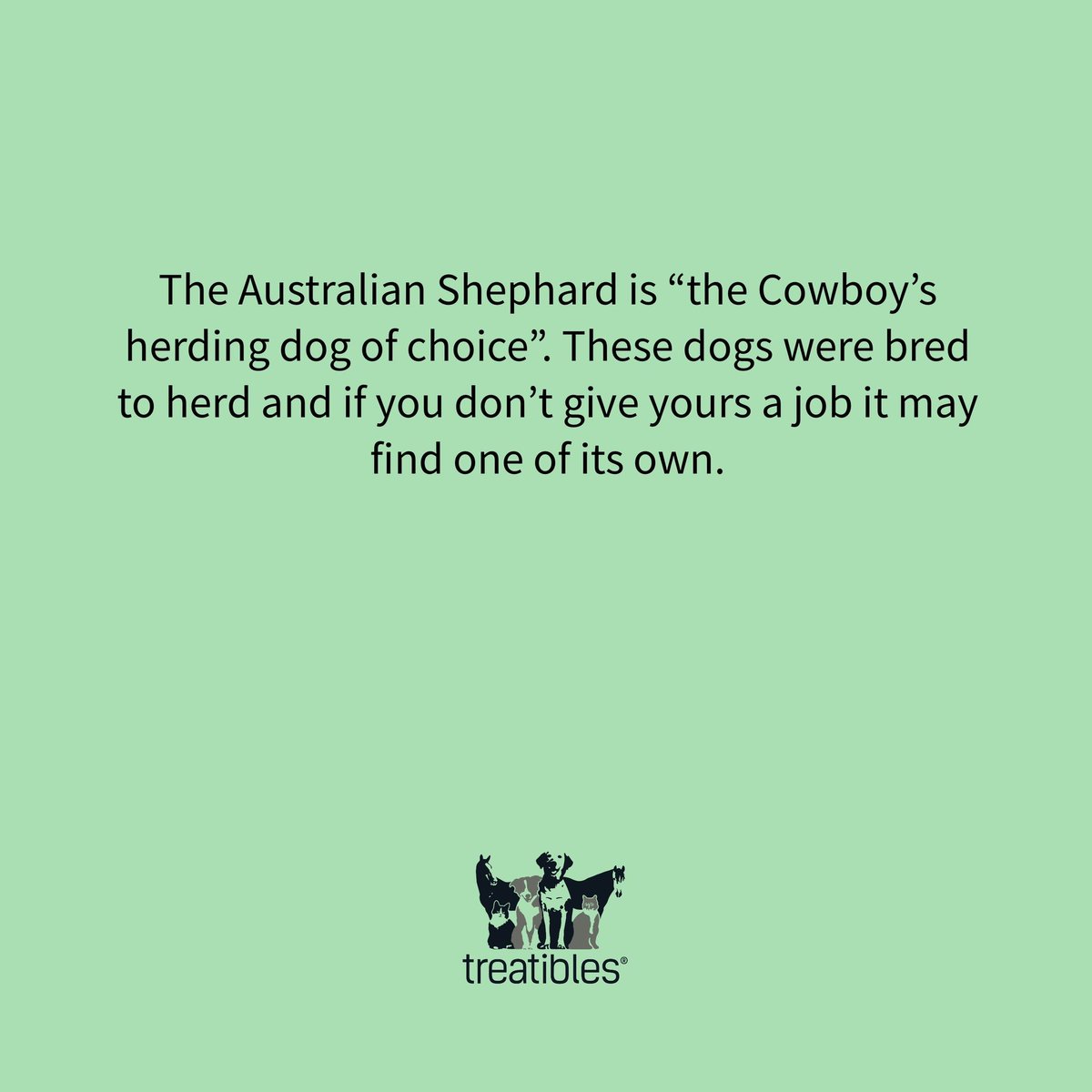 Happy Australian Shepherds Day ❤️🥰
.
.
.
 #aussielovers #australianshepherds #treatibles #CBD