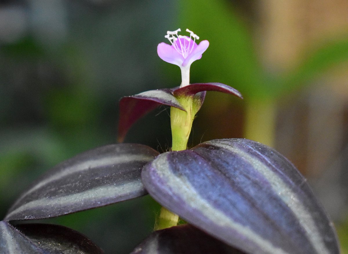 GardenGeeksUK's tweet photo. A tiny Tradescantia bloom giving us hope for spring to come early ๐
#gardengeeks #flower #tradescantia #plantshop #macrophotography #plants https://t.co/JjeucVNT6R