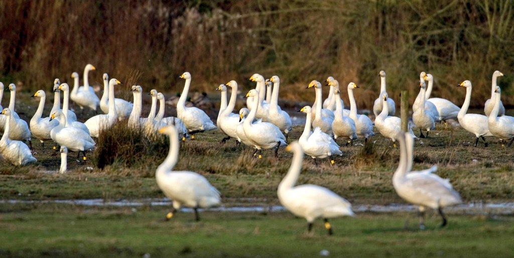 KaneBrides's tweet photo. Our latest study looking at movement interchange between two populations of Whooper Swan and its effects on population size estimates has now been published online in @_BTO's Ringing and Migration. A thread 1/8 #Ornithology https://t.co/Brbt7OQ73C