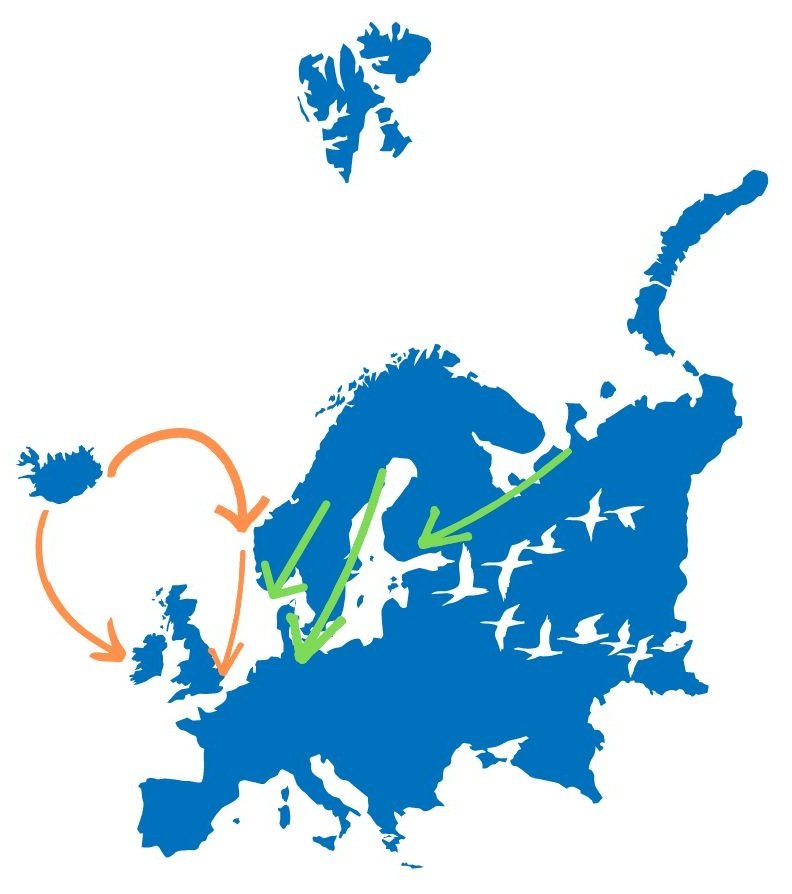 KaneBrides's tweet image. Population delineation based on sound knowledge of movements, distribution &amp;amp; numbers involved of where two populations of the same species may occur is important in population monitoring schemes. Two populations of Whooper Swan occur in Europe 2/8