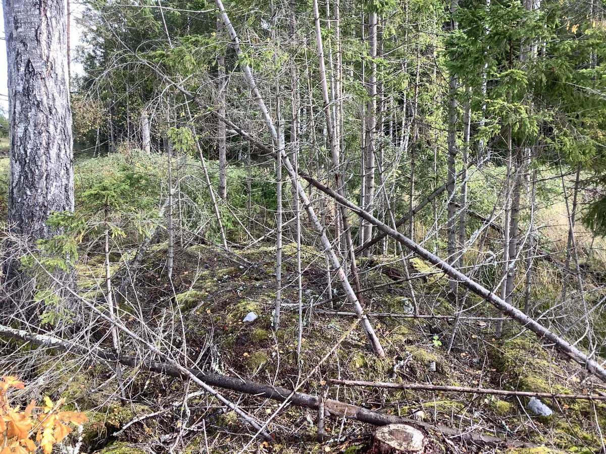 NWoodJournal's tweet photo. Are we running out of forest?: Sometimes, especially in public media, you get the impression that we are in fact running out of forests. In some parts of the World that is true. But the volume of forest is growing in countries like Sweden, where… https://t.co/Hl1S2EecmM https://t.co/flQOMg7lM6