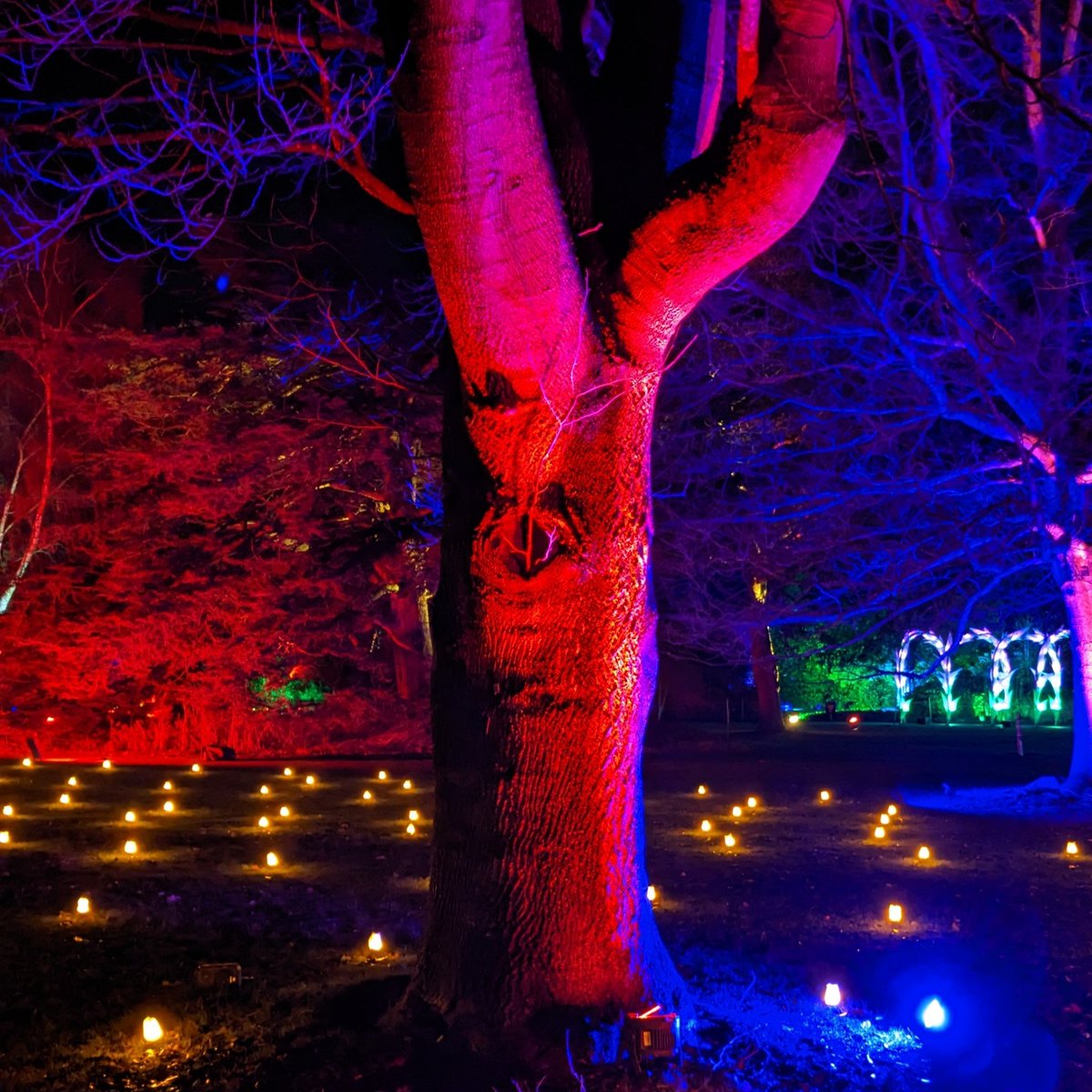 surpriseddh's tweet photo. The #trees are just a little bit spooky at #dunhammassey #christmaslights

#pareidolia #iseefaces #iseefaceseverywhere #thingsthatlooklikefaces #spookytree https://t.co/oaK0mWafxB