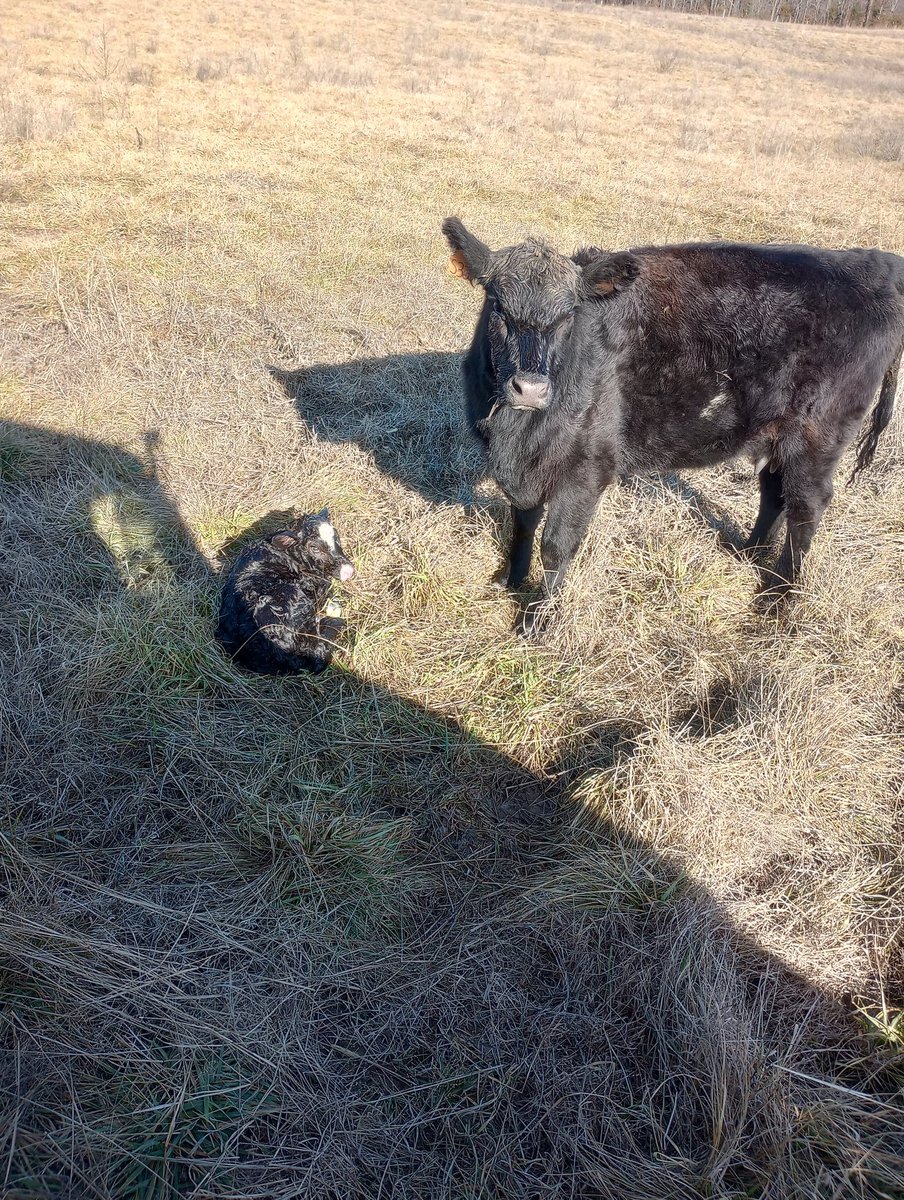ParkerLazenby3's tweet photo. Start the week out with a splash of chrome.
#AgTwitter #Simmental #firstcalvers https://t.co/FGbnRhHJm0
