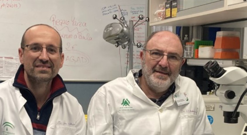 ibis_sevilla's tweet photo. 🔴 NEWS |

🔷 @ibis_sevilla &amp; @CNB_CSIC researchers show that
a @CSIC vaccine against #COVID19 protects against infection and brain damage 🧠 caused by the virus 

📌 Paper published today in @NatureNeuro 
https://t.co/GENOpO7vUo 

ℹ️https://t.co/nl4H7Ak7fJ

@FEBSnews @EricTopol https://t.co/5qb34YfnHx
