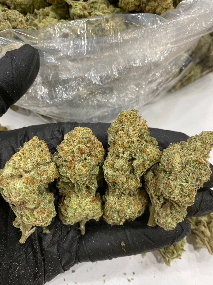NarCotics_squar's tweet photo. Extreme Creme 🔥 Cultivé par Fresh Farms pure Cali weed🤤. Les prix vont augmenter. En raison de la demande
#franceverte #greentropic #caliweed #Coding #100DaysofCode #annacy #france #gamedevelopment #gamedesign #indiegame #mobilegaming #paris #Nantes #Video #BeautesEnHerbe https://t.co/xlkMdaOJl3