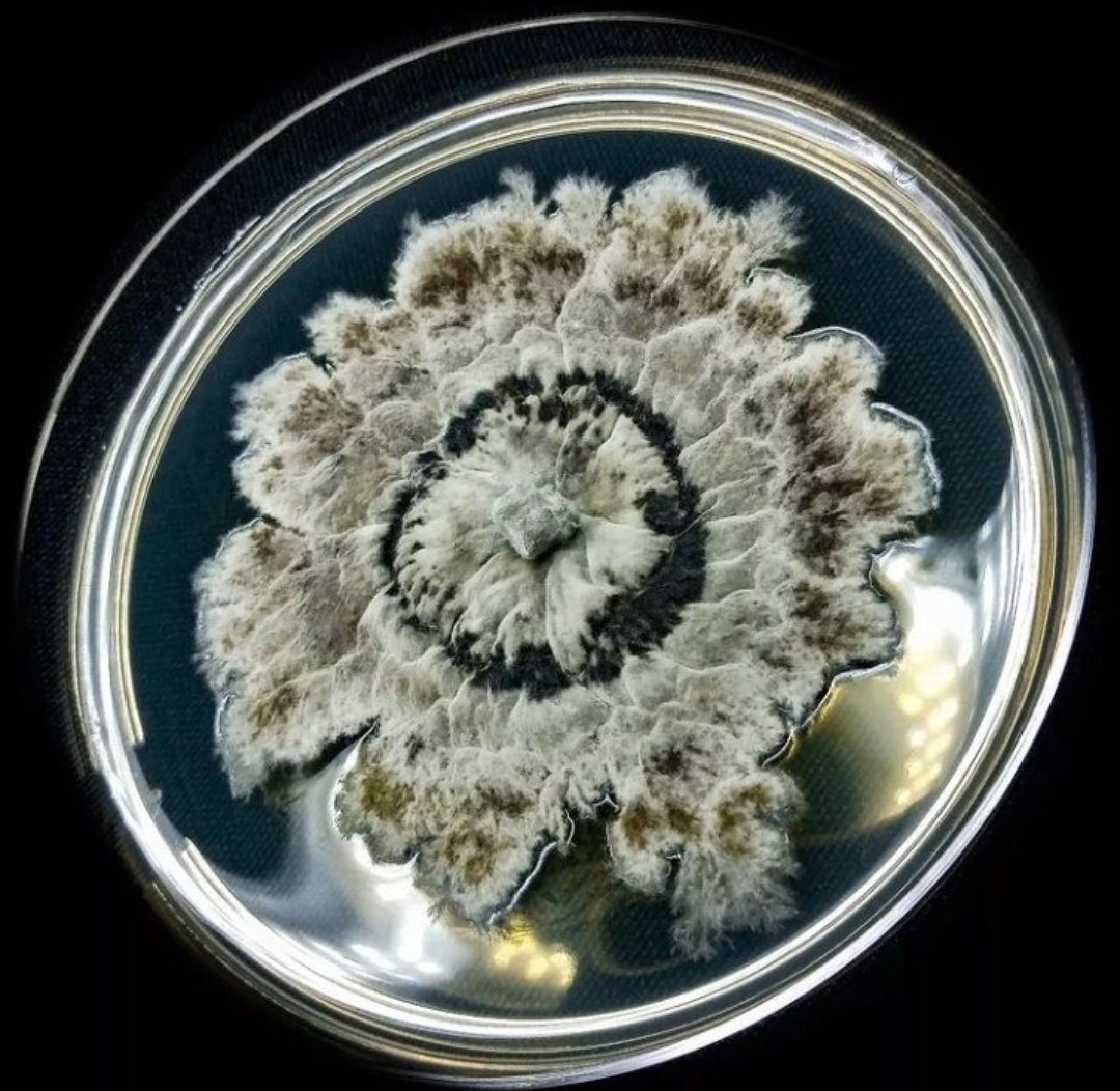 نتفق أن المايكرو فن و لوحة جمالية ! 💥