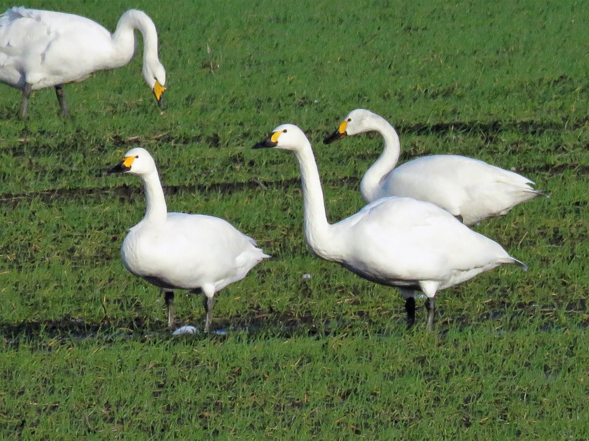cihurst's tweet photo. BEWICK SWANS #Nottinghamshire #Westwoodside on 09-01-2023. @NottsBirders @Britnatureguide @NatureUK @wildlife_uk https://t.co/6cw5P9evQM