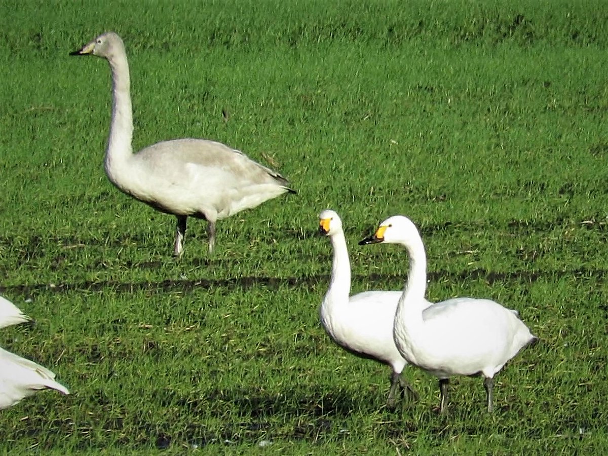 cihurst's tweet photo. BEWICK SWANS #Nottinghamshire #Westwoodside on 09-01-2023. @NottsBirders @Britnatureguide @NatureUK @wildlife_uk https://t.co/6cw5P9evQM