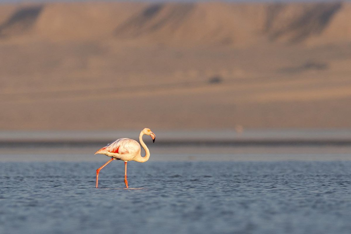 Dakhlaoueddahab's tweet photo. Dakhla une ville réputée pour le Kitsurf et le surf, mais aussi une nature somptueuse où l’on peut y voir des oiseaux et des flamands roses se nourrir.
#dakhla #dakhla_maroc #coucherdesoleil🌅 #sunset #kitsurf #flamandrose #nature #maroc https://t.co/l51RlqNuzB