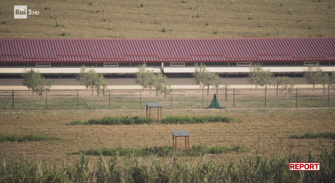 Questo è l’allevamento biologico più grande di Fileni: 10 capannoni per un totale di 275.000 polli l’anno. Quando arriviamo noi non c’è neanche un pollo fuori. La legge dice che i polli biologici devono passare un terzo della loro vita all’aperto #Report