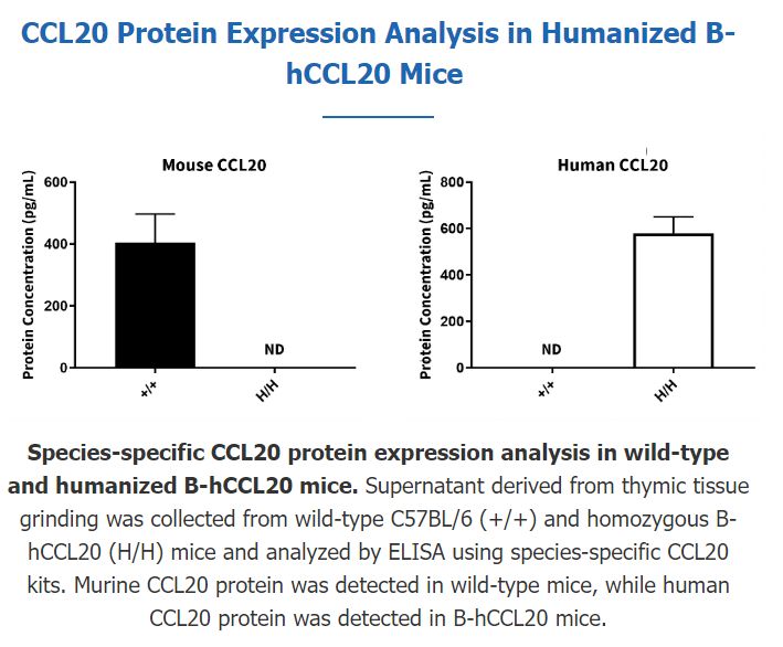 Our B-hCCL20 mice encode human CCL20, the endogenous ligand of CCR6, which makes them an ideal model for evaluating anti-CCL20 therapies to ameliorate CCR6-associated disease: lnkd.in/etAUXDrN
#mousemodel  #gpcr #humanizedmodel #geneediting #genetargeting #autoimmune