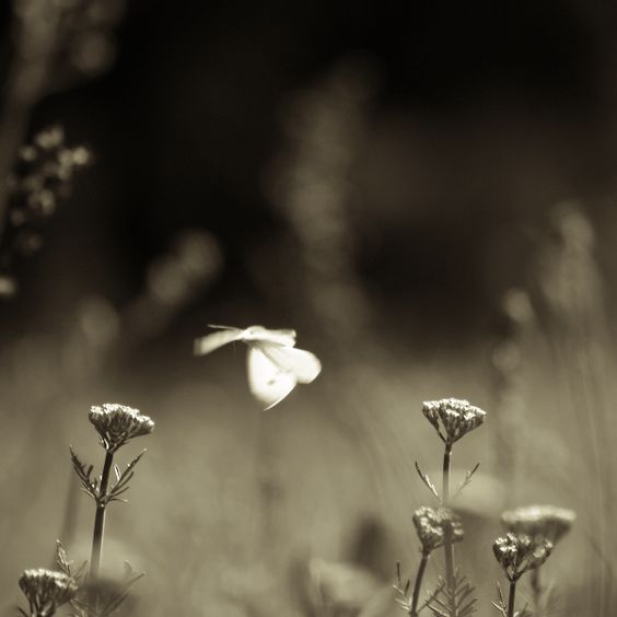 “The world is full of magic things, patiently waiting for our senses to grow sharper.”

― W.B. Yeats

© Piarvi Recherreen