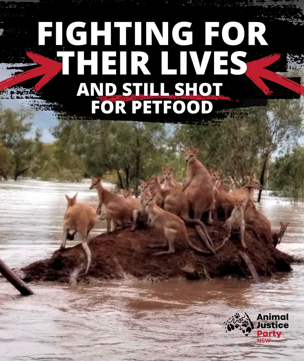 AJPNSW's tweet photo. This scene is playing out across Australia &amp; Premier @Dom_Perrottet spoke of protecting 'property and people'... What about these guys?  Animals are constantly left out of the conversation and it's not ok. Join us to give them a seat at the table➡️ https://t.co/dNtWJcda29 #nswpol https://t.co/SXuQfqxdIB