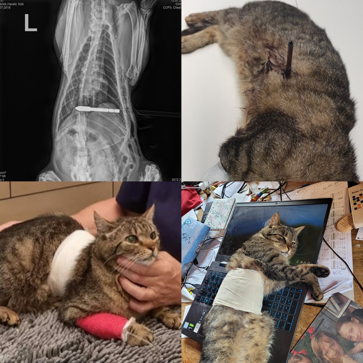 sad story on #catcontentmonday
juli '22 kam meine Katze mit einem Pfeil im Bauch aus dem Wald zurück. Sie wurde operiert, ging zurück in den Wald und kam nie wieder zurück. 💔