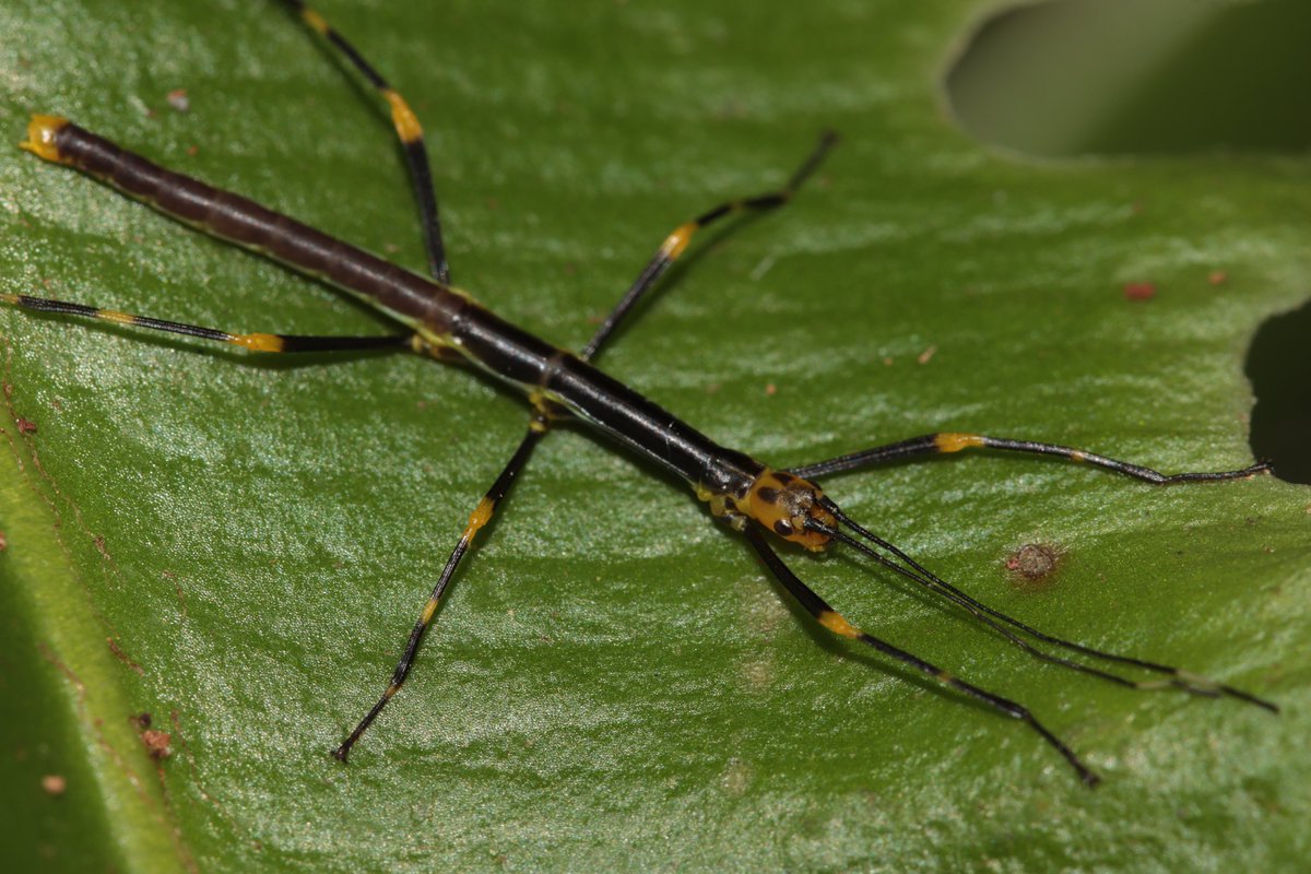 HarbsPics's tweet image. A first instar (hatchling) and second instar nymph of Oreophoetes topoense &quot;Rio Topo&quot;. #phasmids #stickbug
