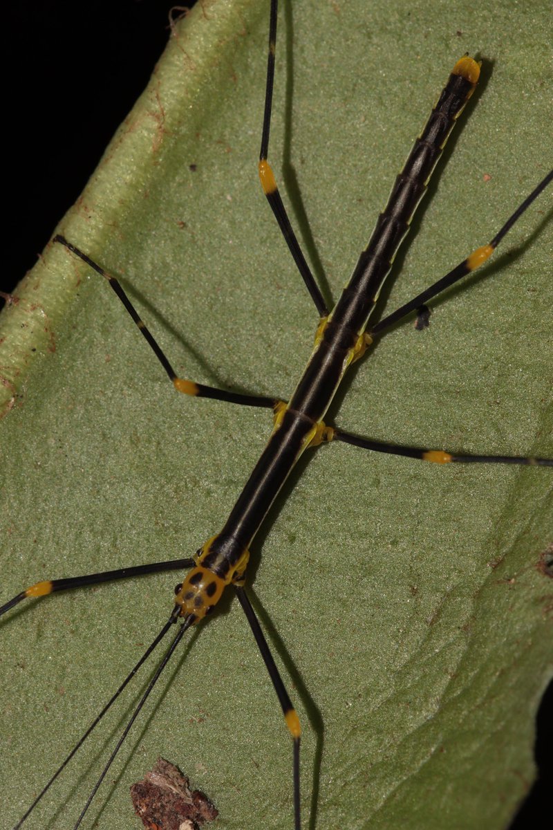 HarbsPics's tweet image. A first instar (hatchling) and second instar nymph of Oreophoetes topoense &quot;Rio Topo&quot;. #phasmids #stickbug