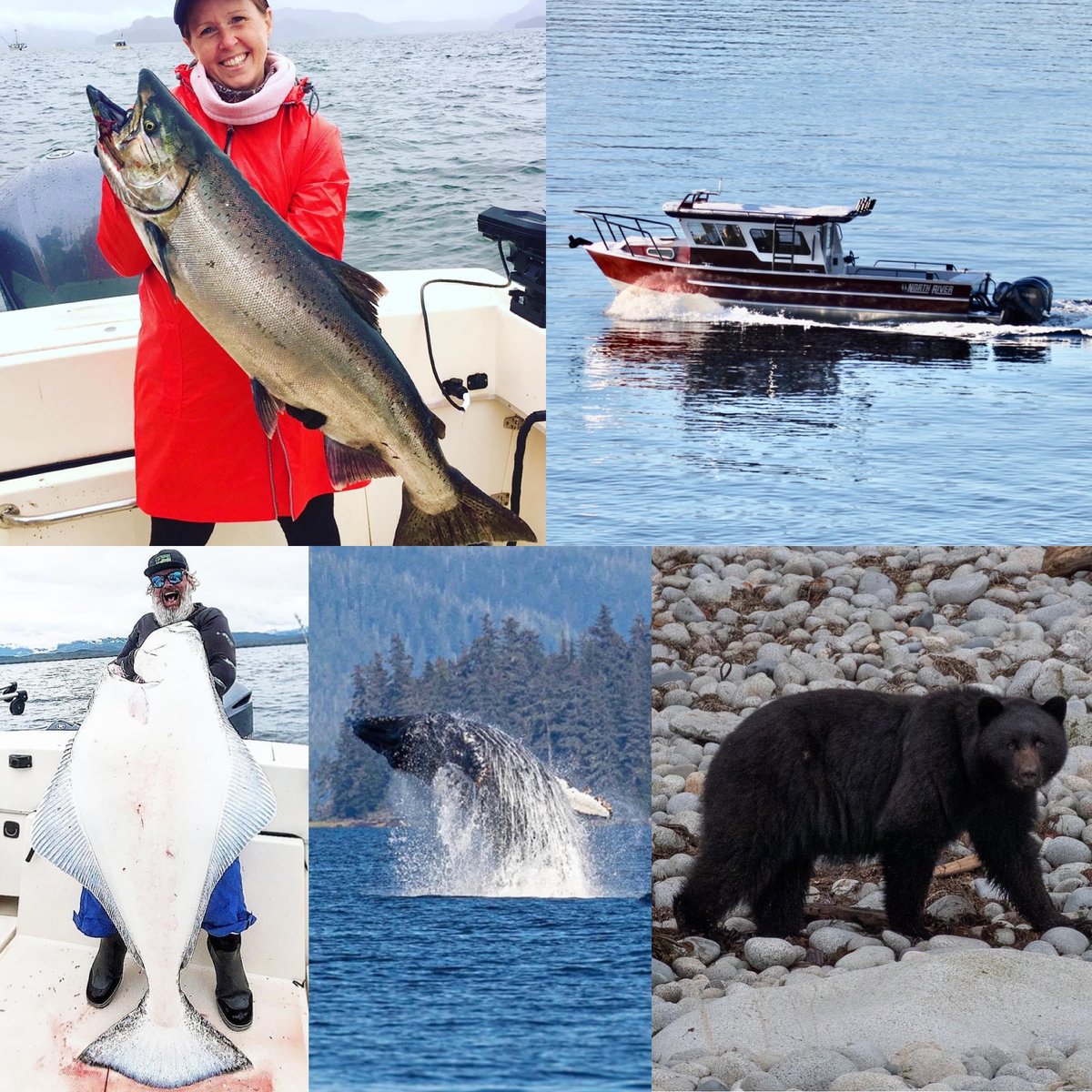 Reel_Alaska's tweet photo. Alaska 2023 heading your way!!! #letsgofishing #travelalaska #alaskatravel #alaska #fishing #whalewatching #nature #bear #salmon #halibut #northriver #wefishhere #whatgetsyouroutdoors #iamsportsman #sportfishing #charterfishing #bucketlistadventure #insidepassage #fishinglife https://t.co/s2vB7UfY0z