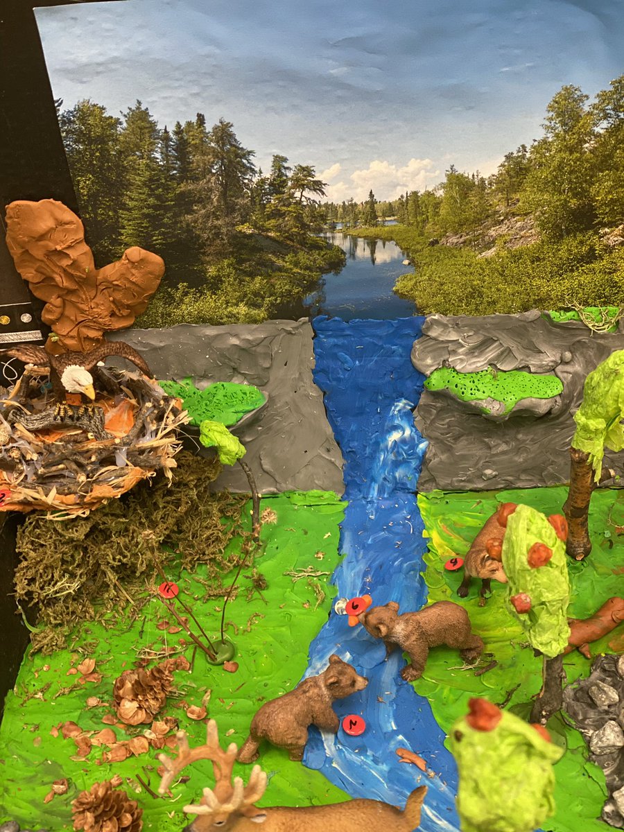 RosedaleCBE's tweet photo. Grade 4 Boreal Forrest Dioramas https://t.co/C6wJvw5Dh5
