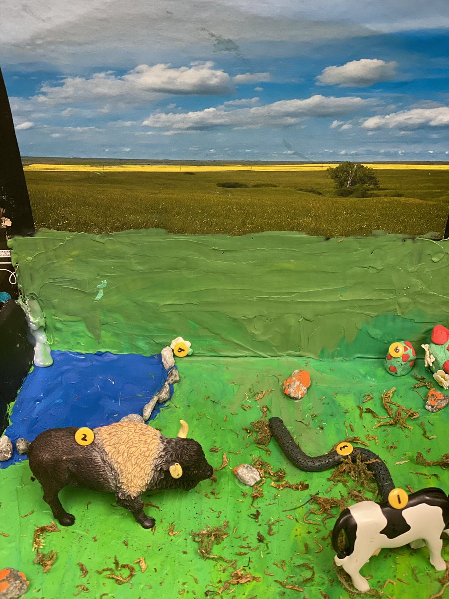 RosedaleCBE's tweet photo. Grade 4 Boreal Forrest Dioramas https://t.co/C6wJvw5Dh5