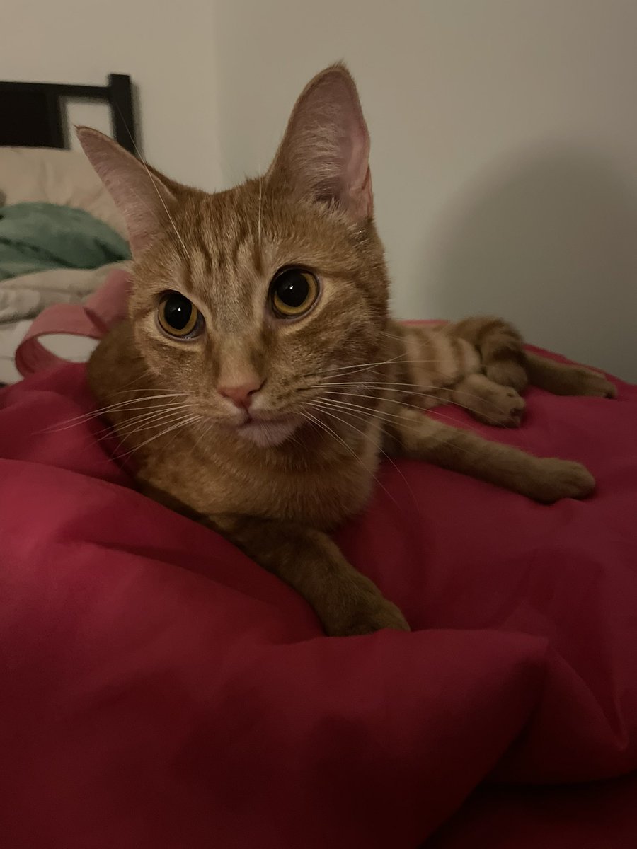 DailyMiIo's tweet photo. heart eyes from milo https://t.co/EqymGTHvpQ