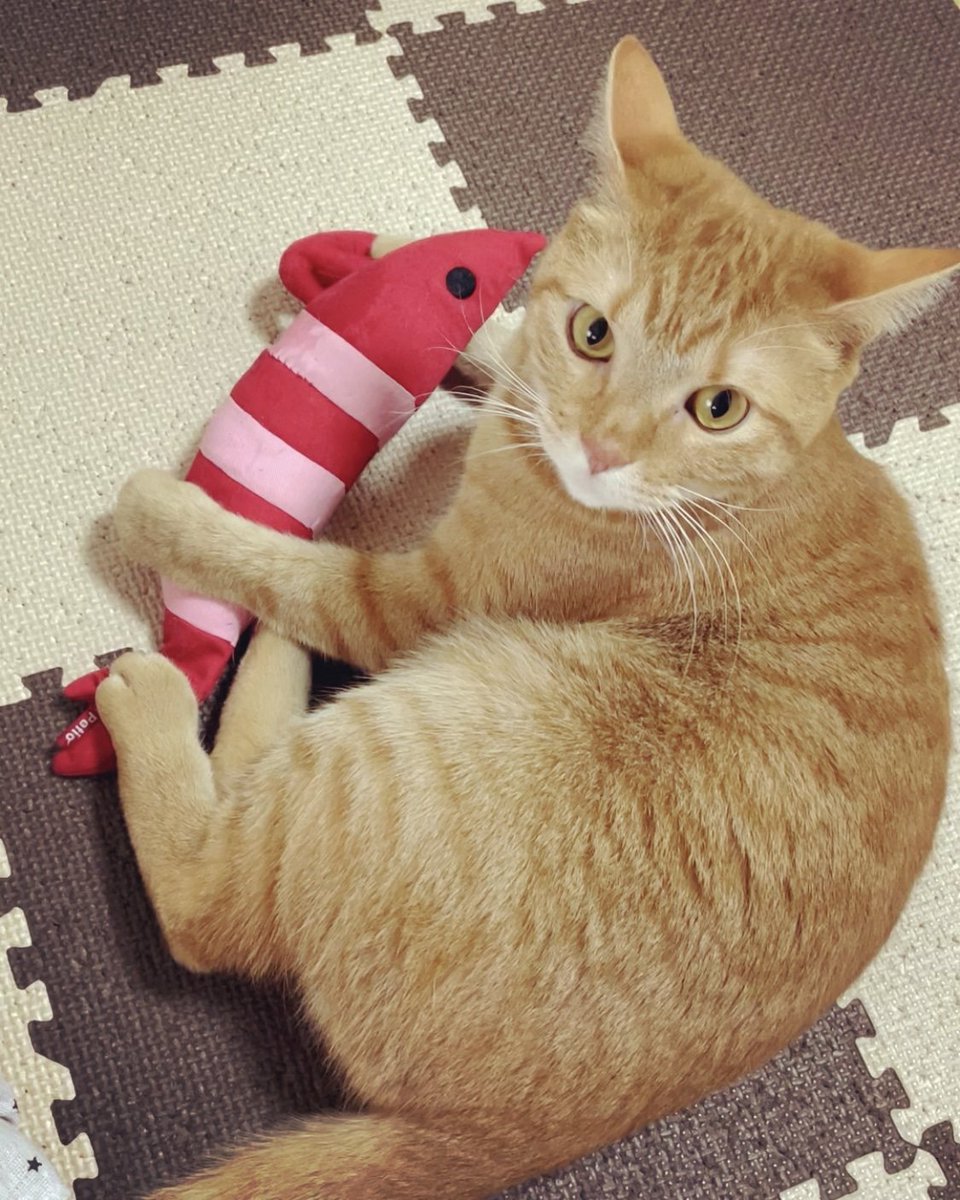 ChitaroL's tweet photo. Day.1214
僕のエビ😾

#猫好きさんと繋がりたい #猫 #マンチカン #茶トラ #cats #CatsOfTwitter #ginger #足長 #エビ https://t.co/R9yQeq1LMV