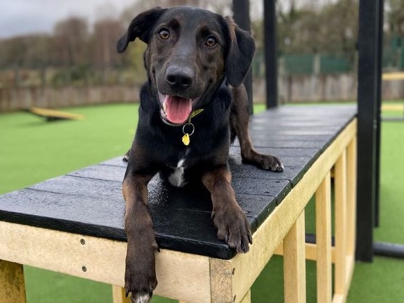 Please retweet to help Cole find a home #GLASGOW #SCOTLAND 

Super intelligent Labrador cross aged 1-2, looking for an experienced, adult home to go on with training. 
He needs to be the only pet but will enjoy walking with dog pals.

DETAILS or APPLY👇
dogstrust.org.uk/rehoming/dogs/……