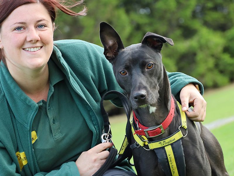 Please retweet to hep Harold find a home #LEEDS #UK 

Aged 4, affectionate Lurcher Cross, looking for an active adult home as the only pet. 

DETAILS or APPLY👇
dogstrust.org.uk/rehoming/dogs/…………
#dogs #pets #AdoptDontShop