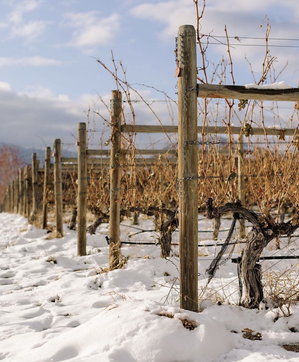 Penelope and the vineyard team are busy bees while the vines are sleeping. Pruning is the removal of unwanted parts of the vine, and is especially important in the winter as it determines the number and location of buds that will form shoots in the coming growing season 🌱
