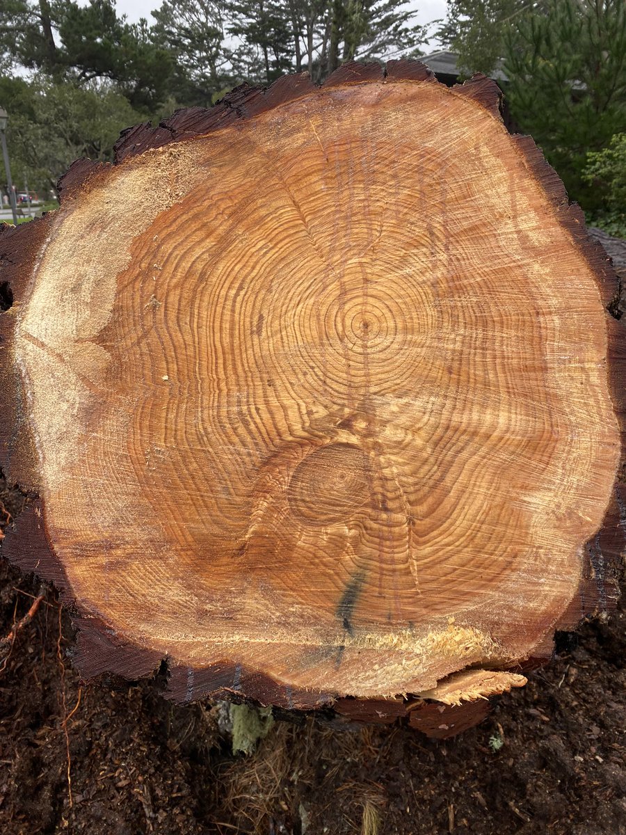 A beautiful look at storm damage. I wish there was a smell it option — It’s lovely. #monterey