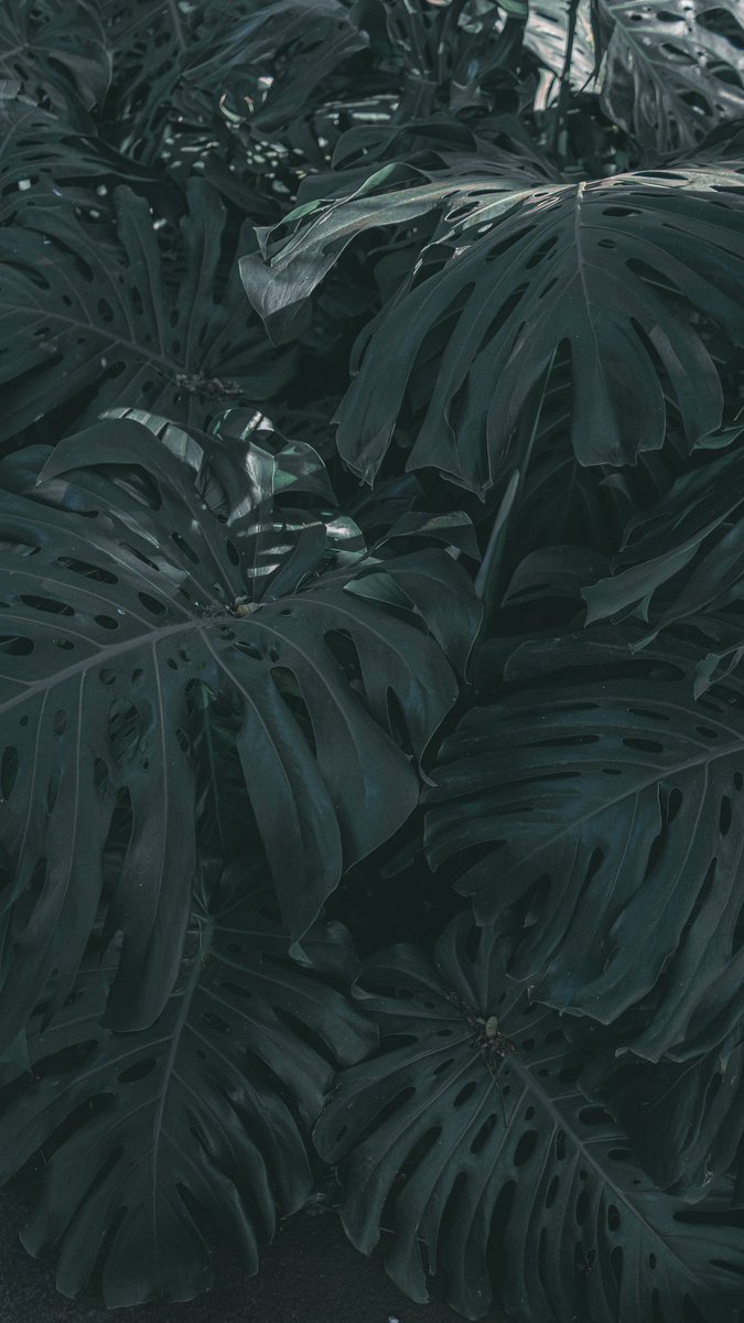 mdkro's tweet image. Me fuí con la cámara al Jardín Botánico de la Ciudad. Dejo un hilo de fotos que bien podrían ser fondos de pantalla para el celu.