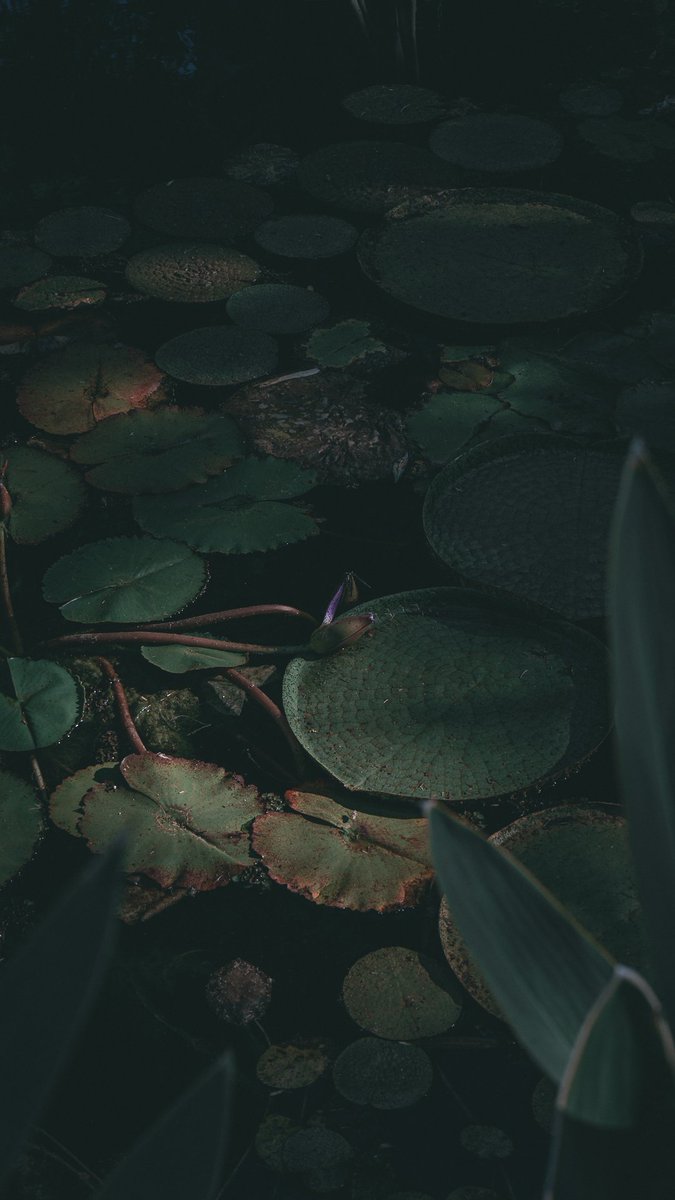 mdkro's tweet image. Me fuí con la cámara al Jardín Botánico de la Ciudad. Dejo un hilo de fotos que bien podrían ser fondos de pantalla para el celu.