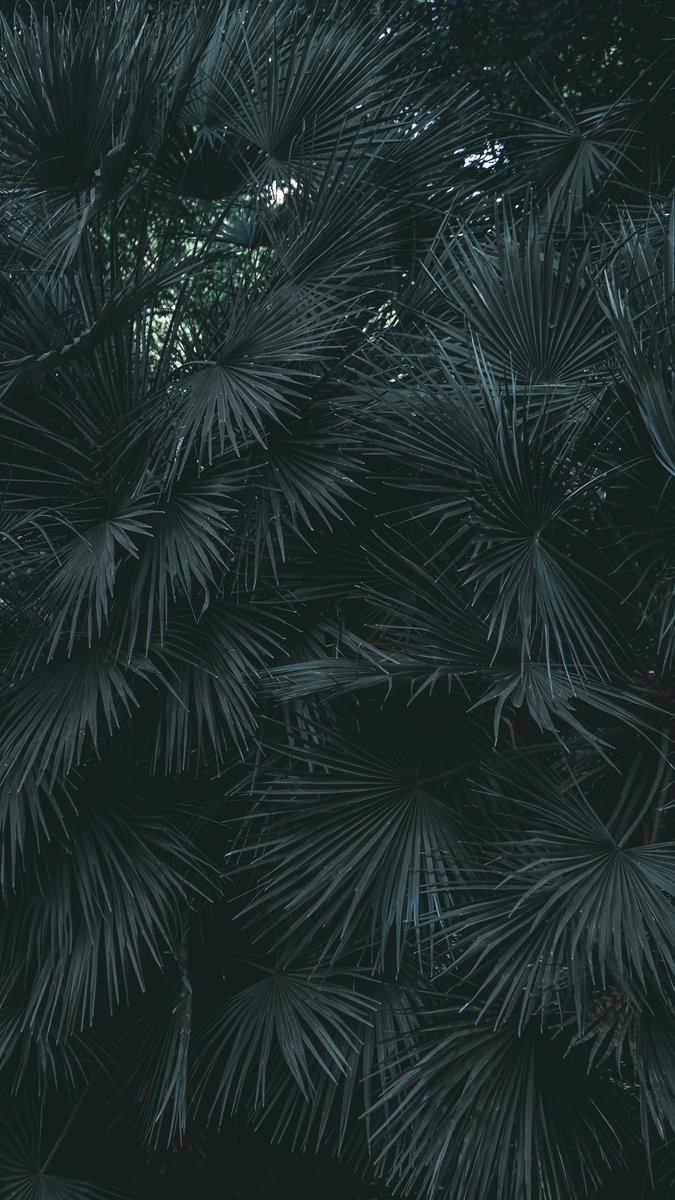 mdkro's tweet image. Me fuí con la cámara al Jardín Botánico de la Ciudad. Dejo un hilo de fotos que bien podrían ser fondos de pantalla para el celu.