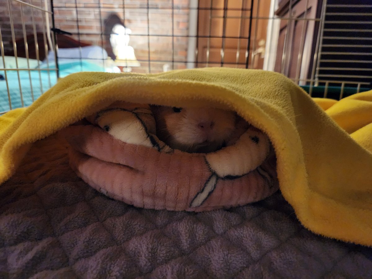 SurvisHeather's tweet image. I can be incognito #peeg too!

#guineapig