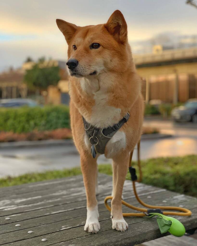 markus_mcgruff's tweet photo. 📸 Follow Markus’ adventures on instagram! @markus_mcgruff #dogs #dogsofinstagram #pacificnorthwest https://t.co/5i5KCmU6DV