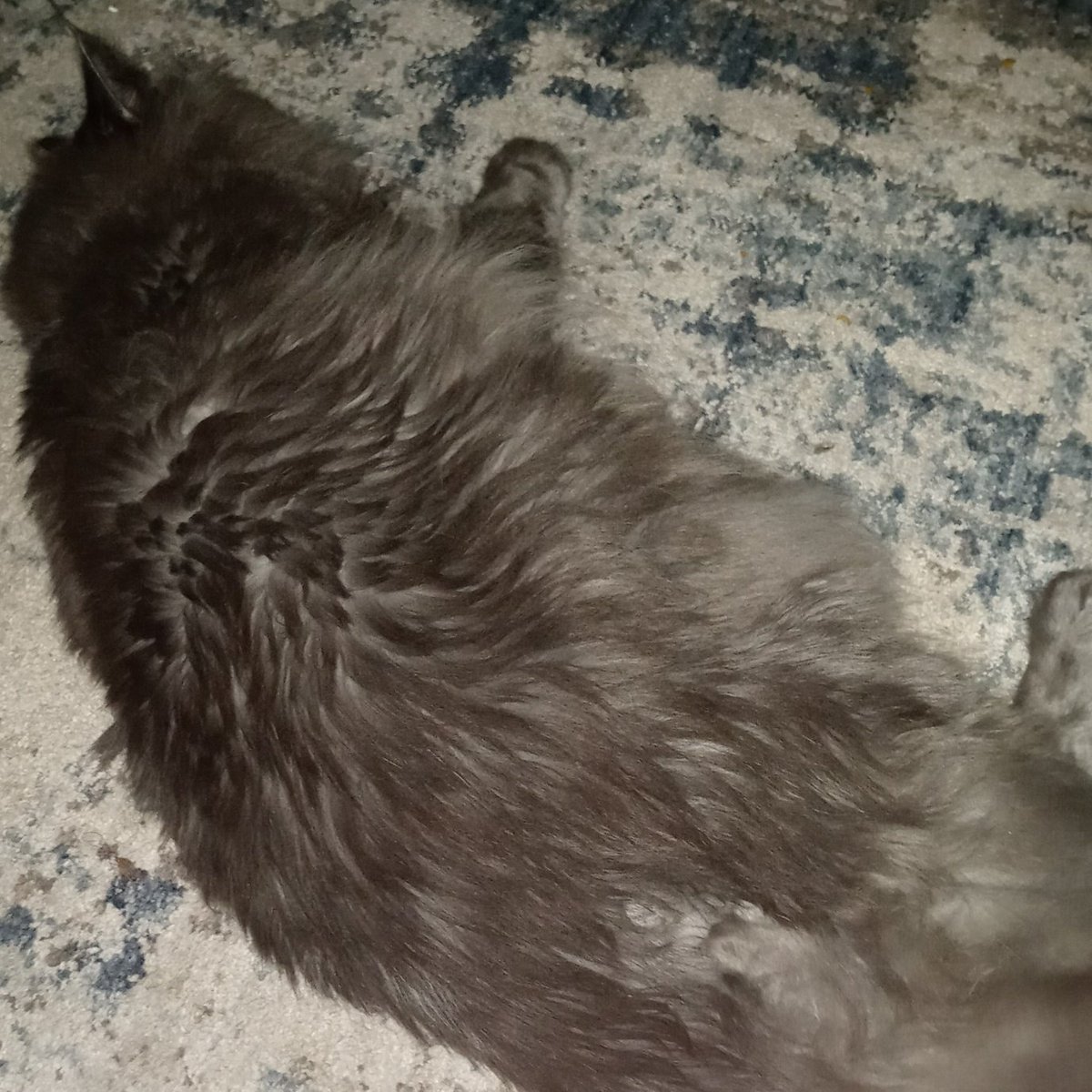 moyaguts's tweet photo. He is uninterested (say hi to my son) https://t.co/0bqb2Jd04i
