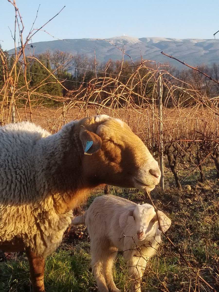 "Nos nettoyeurs et épandeurs d'engrais organiques laineux en action !"
Nous sommes très heureux de mettre en place l'agro-pasteuralisme au Domaine des Anges. Un pas de plus vers notre volonté de respecter toujours plus notre Terroir.
#domainedesanges #ventoux