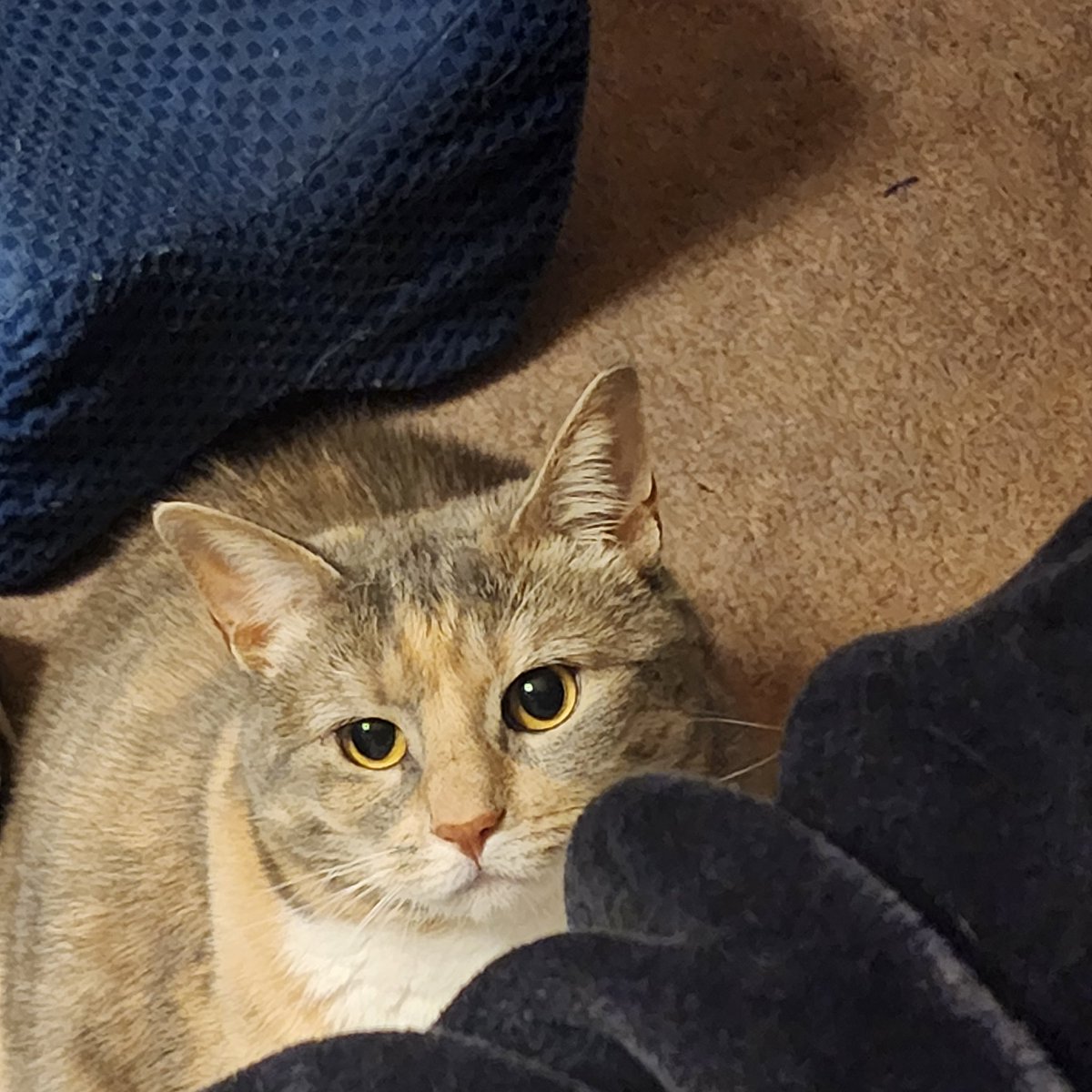 crazyforinfo's tweet image. This spoiled girl won't jump up on the bed. She sits by the bed glaring until she is picked up &amp;amp; placed on the bed.
#CatsOfTwitter @LouDPhillips #spoiledcat